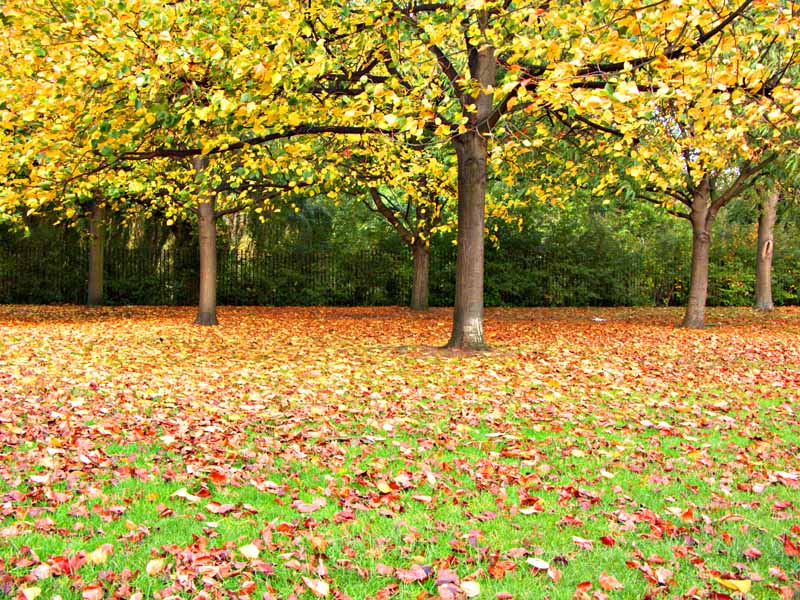 autumn