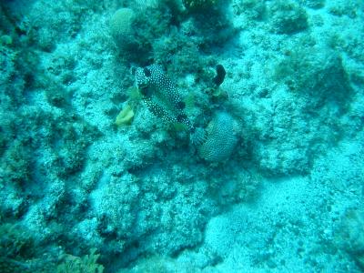 My friend the Smooth Trunkfish