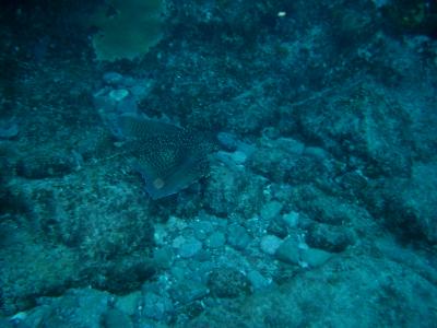 Flying Gurnard with wings spread