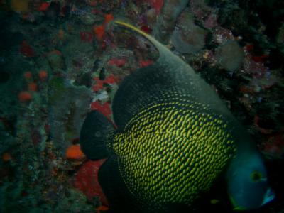 Large French Angelfish