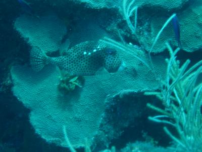Spotted Trunkfish (I saw fewer of these than the smooth trunkfish, or honeycomb cowfish)
