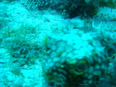 Porcupine fish face shot!!