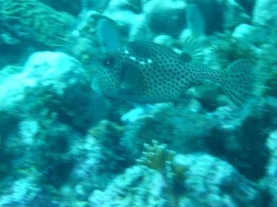 Beautiful spotted trunkfish