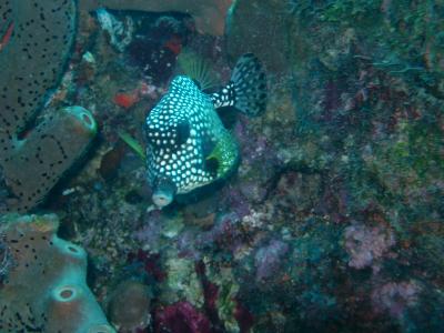 Face to face with a smmoth trunkfish (I stalk them, saw so many on this dive)