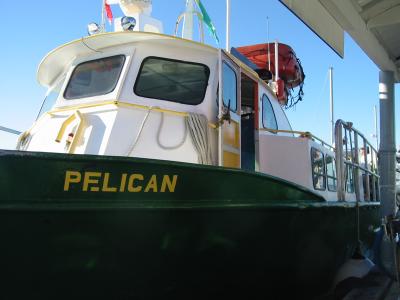 The Pelican