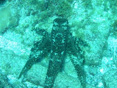 Flying Gurnard