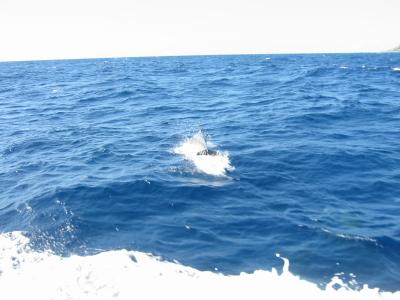1 of about 6 dolphins in a family that came to play (we all had our cameras away)