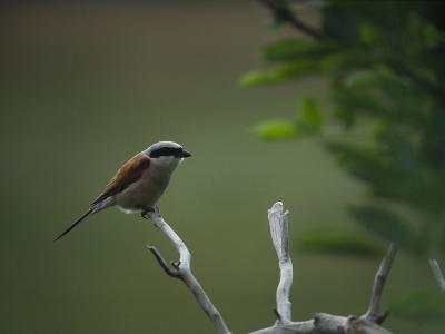 Red-backed Shrike - Rdrygget Tornskade - Lanius collurio