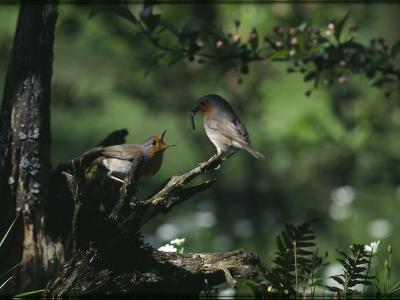 Robin - Rdhals - Erithacus rubecula