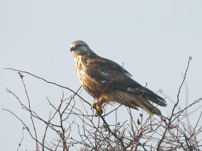 Rough-legged Buzzard - Fjeldvge - Buteo lagopus