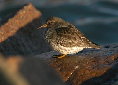 u37/alb123/medium/24175724.DSC_0122PurpleSandpiper.jpg