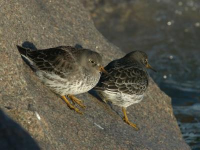u37/alb123/medium/24175725.DSC_0150Purplesandpiper.jpg