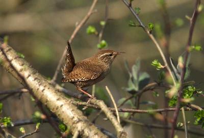 Winter Wren - Gærdesmutte - Troglodytes troglodytes