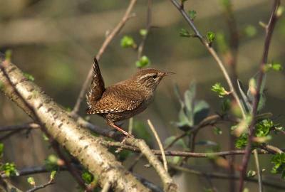 Winter Wren - Grdesmutte - Troglodytes troglodytes