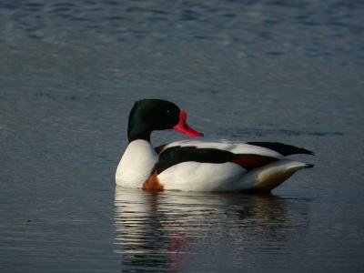 u37/alb123/medium/24223226.DSCN3056CommonShelduck.jpg