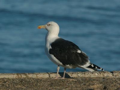 DSC_0021-Great-Black-backed