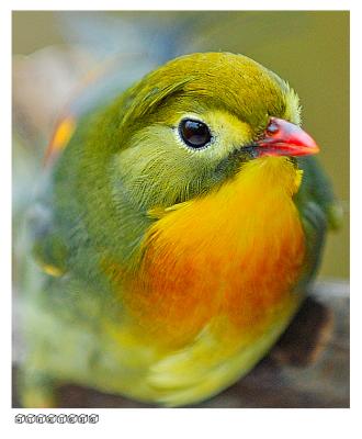 DSC_6126a.jpg
