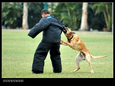 Police Dog