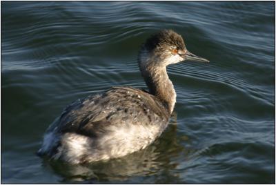 Eared Grebe