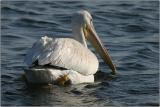 American White Pelican