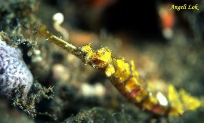 u37/angelilok/medium/24196966.WeedySeahorse1s.jpg
