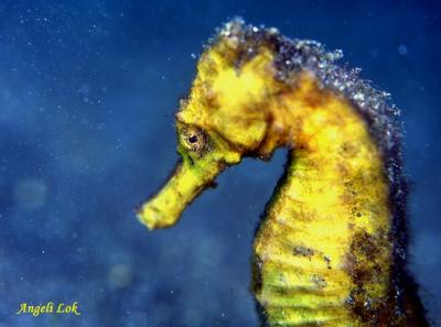 u37/angelilok/medium/24196979.YellowSeahorse2s.jpg