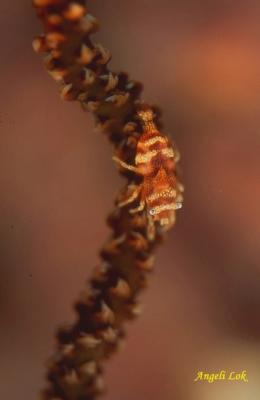 Commensal Shrimp on Whip Coral