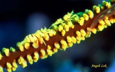 Commensal Shrimp on Whip Coral