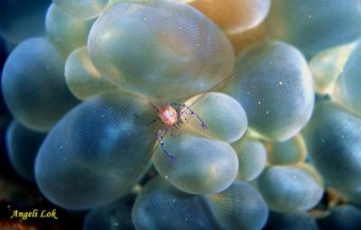 Commensal Shrimp on Bubble Coral
