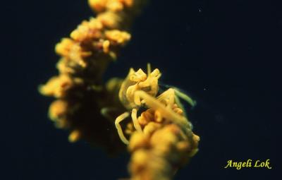 Commensal Shrimp on Whip Coral