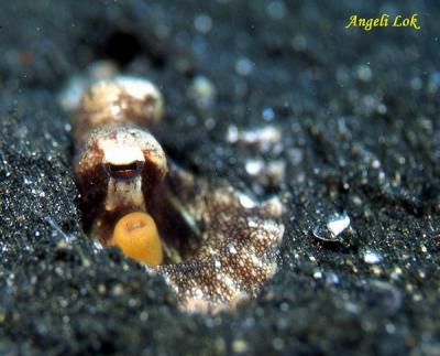 Eyes of veined octopus