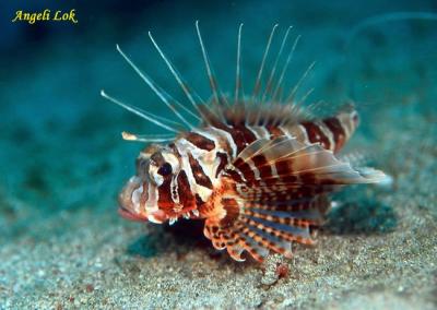 Special Lionfish