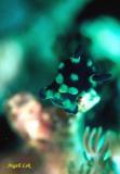 Nembrotha cristata