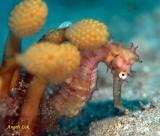 Pk Thorny Seahorse