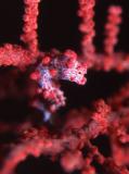 Pygmy Seahorse Red
