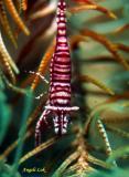 Crinoid Shrimp