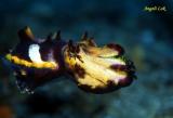 Flambuoyant cuttlefish