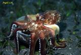 Veined Octopus