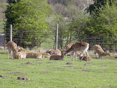 u37/anmb1/medium/39450735.westmidlandssafaripark2004061.jpg