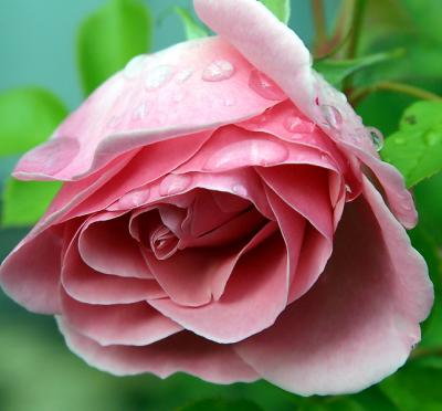 Rainy day rose