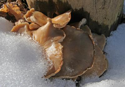 Jack O'Lantern (Omphalotus olearius)