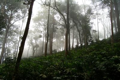 Cardamom plantation - Munnar
