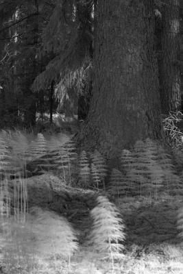 Field Horsetail (Equisetum arvense)