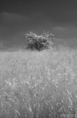 Field of Wheat and Apple Tree
