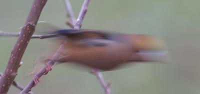 Hawfinch taking off