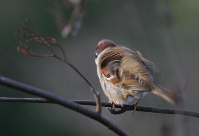 Tree Sparrow shaking its plumage
