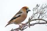 Hawfinch showing off