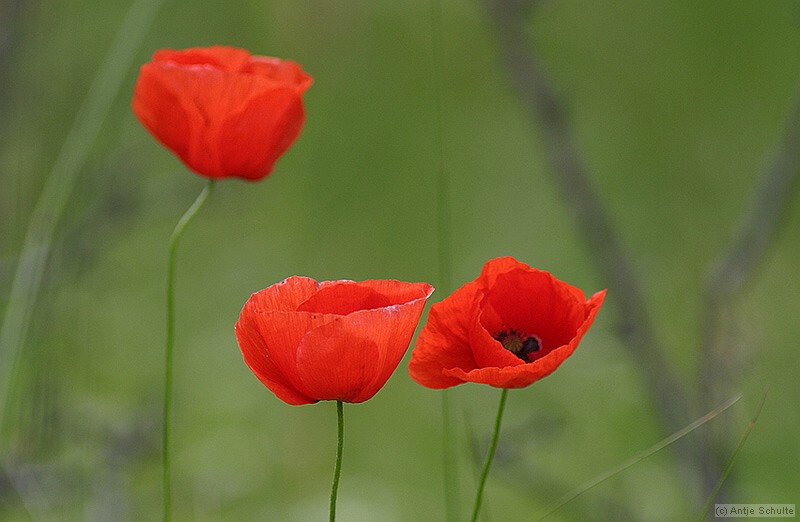 Poppies