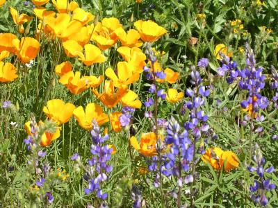 Picacho Peak State Park Wild Flowers 2005