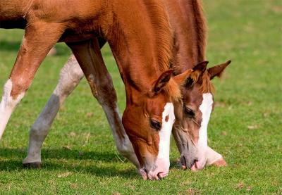 u37/audiopen/medium/32053466.2foals.jpg